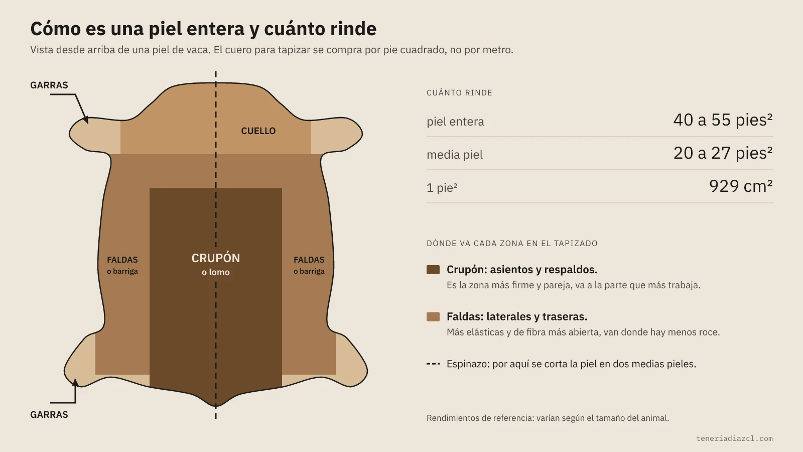 Diagrama de una piel de vaca vista desde arriba con el crupón, las faldas, el cuello y el espinazo, y cuántos pies cuadrados rinde para tapizar