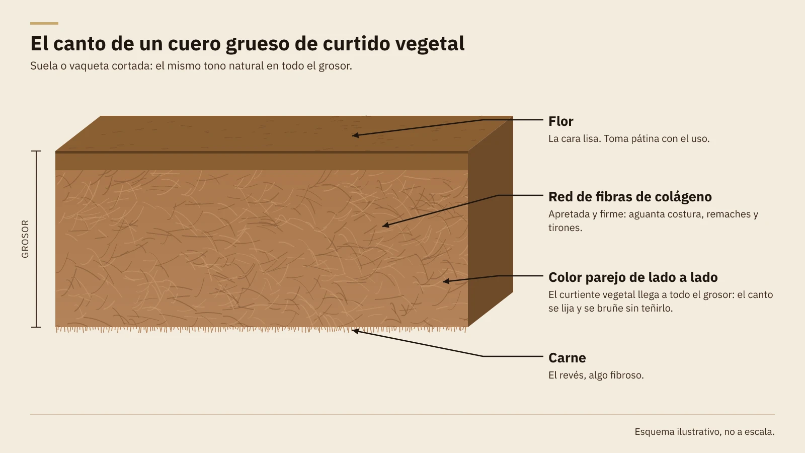 Esquema del canto de un cuero grueso de curtido vegetal: flor arriba, red de fibras de colágeno, carne abajo y el mismo color en todo el grosor